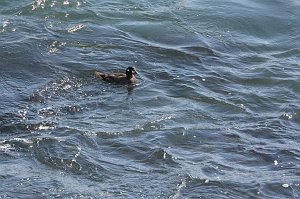 Duck, Harlequin, 2016-03175385 Rockport, MA